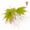 Graines d'acer palmatum AO MESHIME NO UCHI