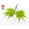 graines d'acer matsumurae ki hachijo