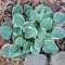 Hosta Country mouse
