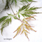 Acer x pseudosieboldianum Ice Dragon_