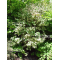 crataegifolium veitchi
