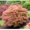 EPUISE Acer palmatum beni maiko en godet