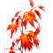Acer palmatum katsura en godet