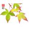 Acer palmatum little princess en godet