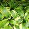hosta monkey business