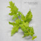 acer circinatum gees witchs broom