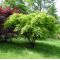 acer palmatum arakawa from seedling 0.3 LITER POT