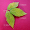 acer maximowiczanum