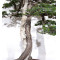 juniperus rigida ref: 19070251