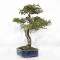 eleagnus pungens 28070254