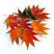 graines d'acer shirasawanum jordan
