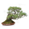PINUS PENTAPHYLLA ref: 13010261