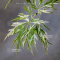 DISSECTUM BENI SHIDARE VARIEGATED BABY