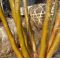 Stewartia monadelpha 0.8 Litre pot 20-30 cm