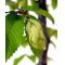 60 seeds carpinus japonica