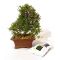 Biogold original bonsai fertiliser 1 bag 240 gr
