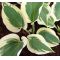 Hosta Blue ivory