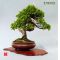 Mini bonsai lot de 6 livres.