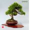 Mini bonsai technical handbooks set of 6