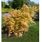 acer shirasawanum moonrise ® PBR