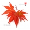 Graines d'Acer amoenum booskoop glory