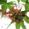 acer palmatum seeds variety 9001