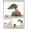 BONSAI FOCUS N° 108