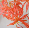 acer palmatum mikazuki