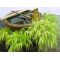 Hakonechloa macra 'Aureola' set of 5 grass