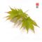 Graines d'acer palmatum AO MESHIME NO UCHI