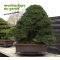 Pinus thunbergii kotobuki 30-35 cm pot 3 litres
