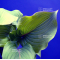 Hosta Lady in red