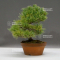 VENDU Pinus pentaphylla du Japon ref :08070221