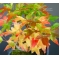 acer buergerianum small pot