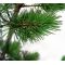 Pinus parviflora var. negishi 4 litres