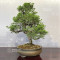 juniperus chinensis itoigawa ref : 08090233