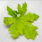 acer circinatum gees witchs broom
