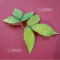 acer maximowiczanum