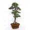 juniperus rigida ref: 19070251