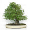 acer palmatum beni chidori 23070255