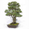 pinus pentaphylla 120202510