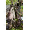 pinus pentaphylla 12020259