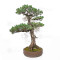 Pinus pentaphylla ref: 21020254