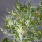 DISSECTUM BENI SHIDARE VARIEGATED BABY