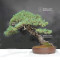 Pinus pentaphylla ref: 30060268