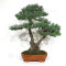 PINUS PENTAPHYLLA ref: 28070261