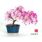 Mini bonsai Azaleas handbook N°3