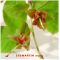 Stewartia monadelpha 0.8 Litre pot 20-30 cm