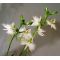 habenaria radiata white egret orchid 5 bulbs