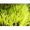 Hakonechloa All Gold Japanese forest grass